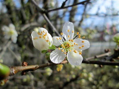 Kirschpflaume (Prunus cerasifera) in Hockenheim