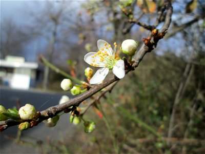 Kirschpflaume (Prunus cerasifera) in Hockenheim