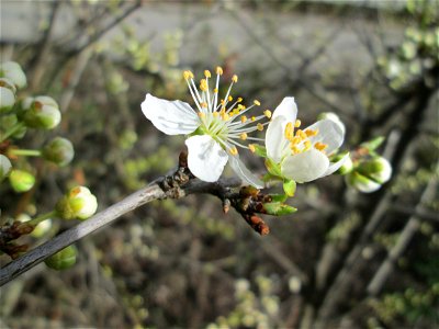 Kirschpflaume (Prunus cerasifera) in Hockenheim photo