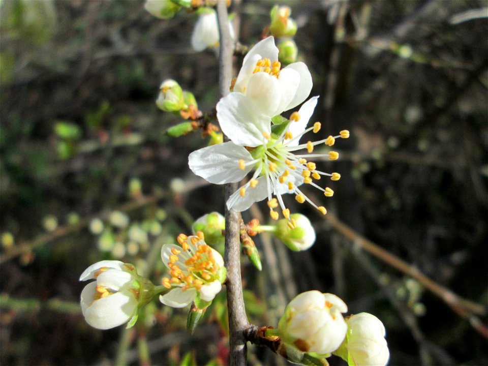 Kirschpflaume (Prunus cerasifera) in Hockenheim