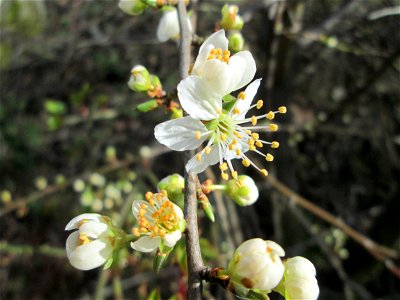 Kirschpflaume (Prunus cerasifera) in Hockenheim