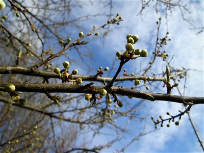Kirschpflaume (Prunus cerasifera) im Hockenheimer Rheinbogen