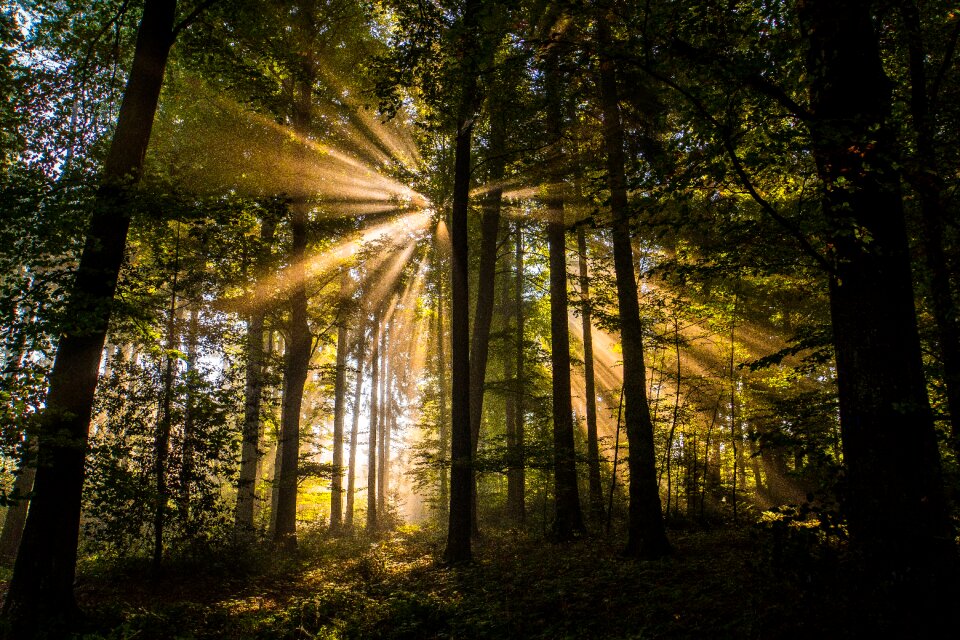 Nature landscape trees