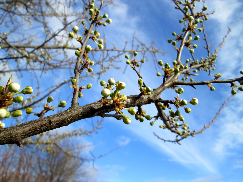 Kirschpflaume (Prunus cerasifera) im Hockenheimer Rheinbogen