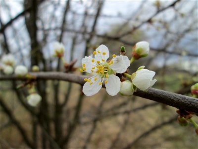 Kirschpflaume (Prunus cerasifera) im Hockenheimer Rheinbogen