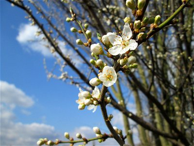 Kirschpflaume (Prunus cerasifera) am Feldrand bei Hockenheim
