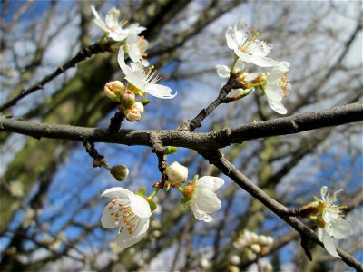 Kirschpflaume (Prunus cerasifera) am Feldrand bei Hockenheim