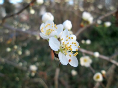 Kirschpflaume (Prunus cerasifera) in Hockenheim