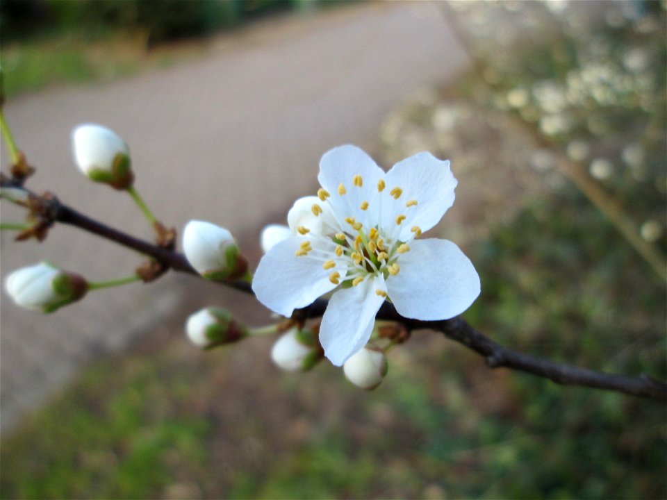 Kirschpflaume (Prunus cerasifera) in Hockenheim