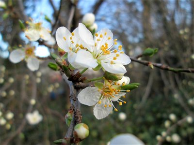 Kirschpflaume (Prunus cerasifera) in Hockenheim photo