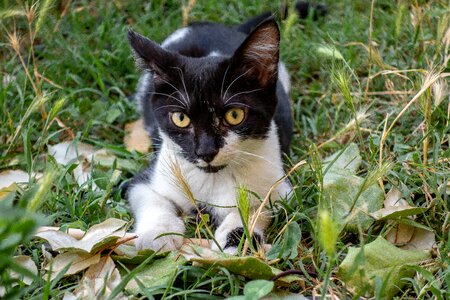 Fur domestic animal