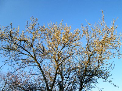 Kirschpflaume (Prunus cerasifera) in Hockenheim