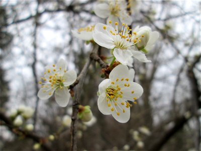 Kirschpflaume (Prunus cerasifera) in Hockenheim photo