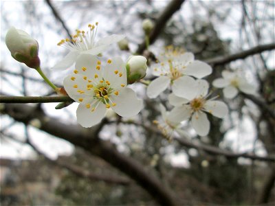 Kirschpflaume (Prunus cerasifera) in Hockenheim