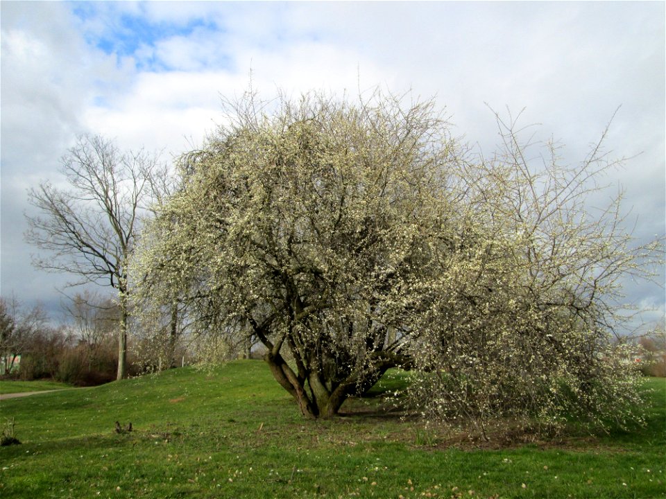 blühende Kirschpflaume (Prunus cerasifera) im Gartenschaupark Hockenheim