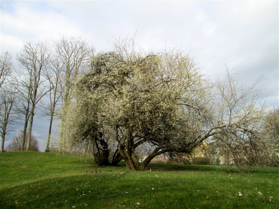 blühende Kirschpflaume (Prunus cerasifera) im Gartenschaupark Hockenheim