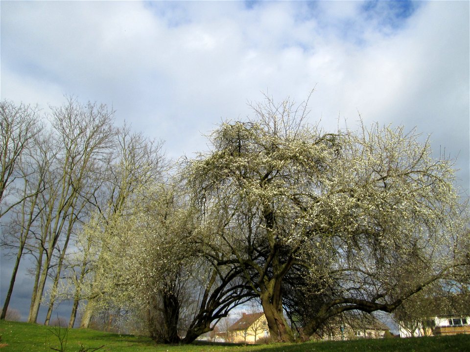 blühende Kirschpflaume (Prunus cerasifera) im Gartenschaupark Hockenheim