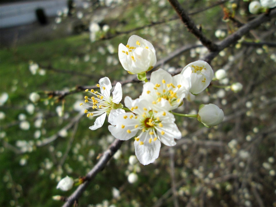 blühende Kirschpflaume (Prunus cerasifera) im Gartenschaupark Hockenheim