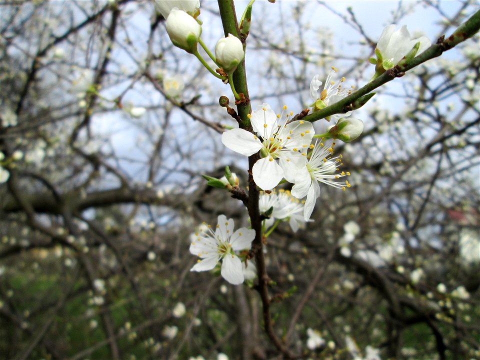 blühende Kirschpflaume (Prunus cerasifera) im Gartenschaupark Hockenheim