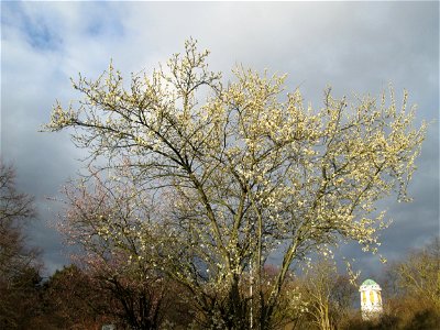 Kirschpflaume (Prunus cerasifera) in Hockenheim