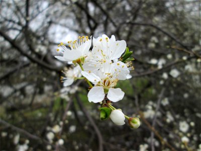 blühende Kirschpflaume (Prunus cerasifera) im Gartenschaupark Hockenheim, zu Frühlingsanfang im März 2018.  Prunus cerasifera, Spring 2018 in Landesgartenschaupark Hockenheim.