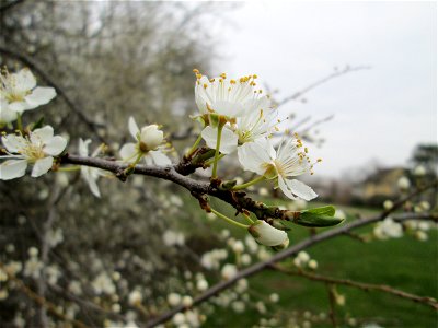 Blühende Kirschpflaume (Prunus cerasifera) im Gartenschaupark Hockenheim - zu Frühlingsanfang im März 2018.  Prunus cerasifera, Spring 2018 in Landesgartenschaupark Hockenheim.