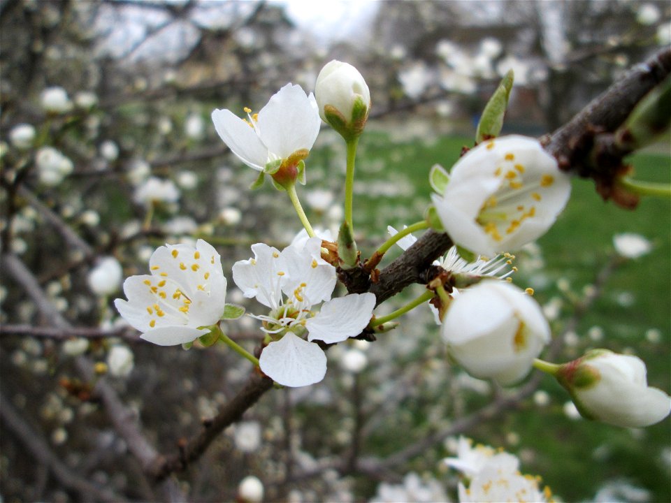blühende Kirschpflaume (Prunus cerasifera) im Gartenschaupark Hockenheim, aufgenommen am 19. März 2018, einen Tag vor Frühlingsanfang am 20. März, Frühling 2018 im Landesgartenschaupark Hockenheim.  P