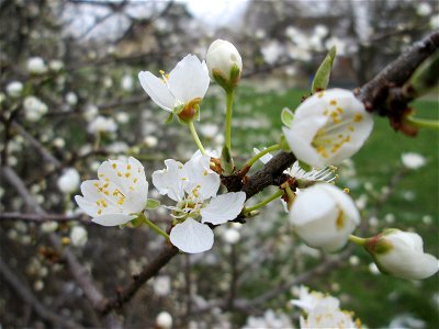 blühende Kirschpflaume (Prunus cerasifera) im Gartenschaupark Hockenheim, aufgenommen am 19. März 2018, einen Tag vor Frühlingsanfang am 20. März, Frühling 2018 im Landesgartenschaupark Hockenheim.  P