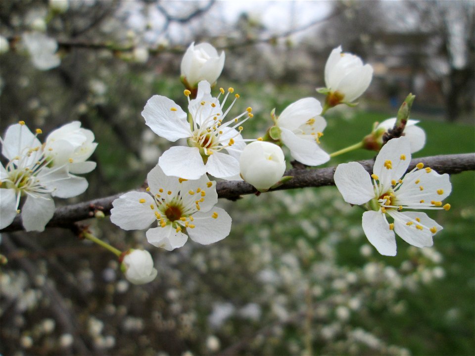 blühende Kirschpflaume (Prunus cerasifera) im Gartenschaupark Hockenheim, zu Frühlingsanfang im März 2018.  Prunus cerasifera, Spring 2018 in Landesgartenschaupark Hockenheim.