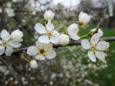 blühende Kirschpflaume (Prunus cerasifera) im Gartenschaupark Hockenheim, zu Frühlingsanfang im März 2018. Prunus cerasifera, Spring 2018 in Landesgartenschaupark Hockenheim. photo
