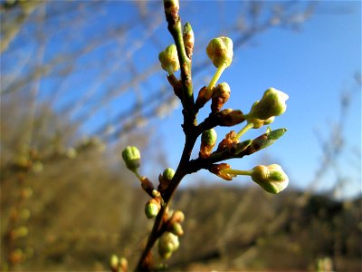 Kirschpflaume (Prunus cerasifera) am Tierfriedhof in Alt-Saarbrücken
