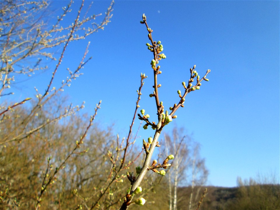 Kirschpflaume (Prunus cerasifera) am Tierfriedhof in Alt-Saarbrücken