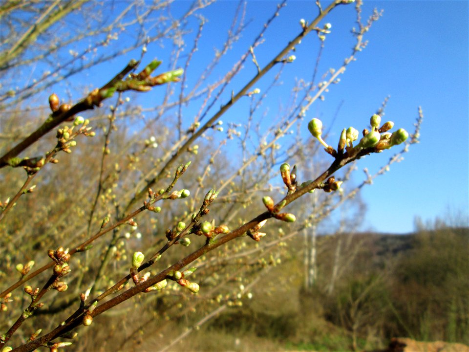 Kirschpflaume (Prunus cerasifera) am Tierfriedhof in Alt-Saarbrücken