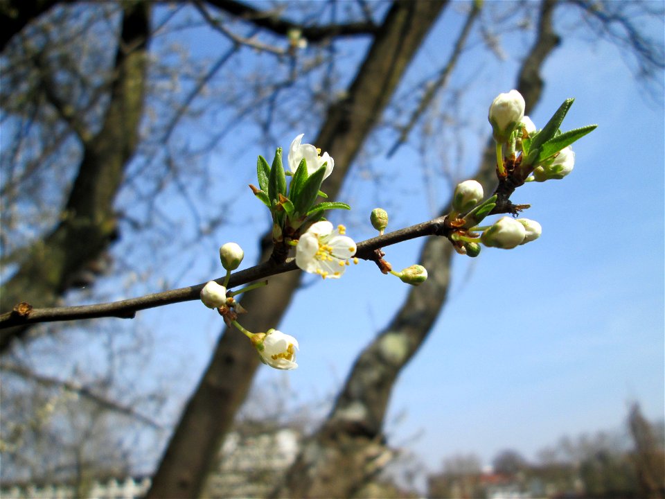 Kirschpflaume (Prunus cerasifera) in Alt-Saarbrücken - häufig mit der Mirabelle verwechselt