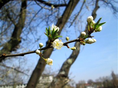 Kirschpflaume (Prunus cerasifera) in Alt-Saarbrücken - häufig mit der Mirabelle verwechselt