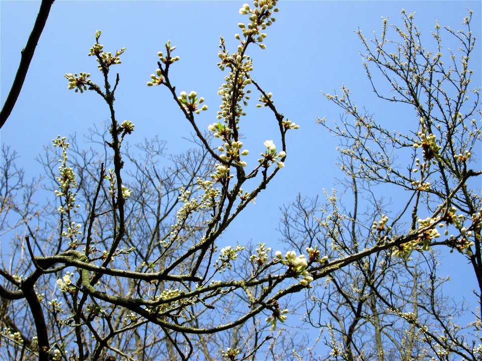 Kirschpflaume (Prunus cerasifera) in Alt-Saarbrücken - häufig mit der Mirabelle verwechselt