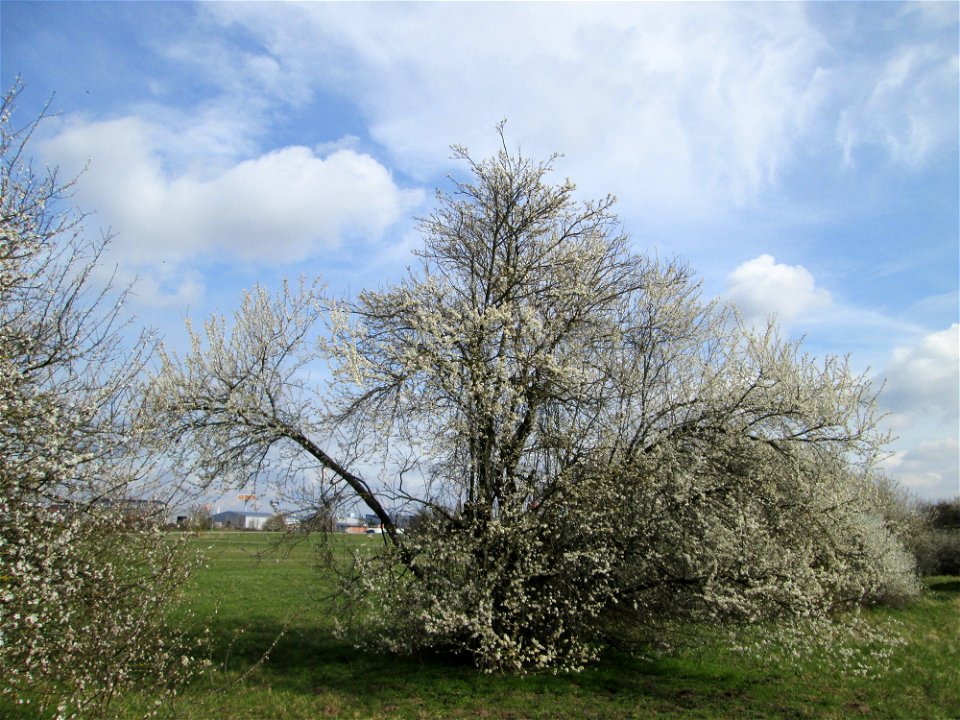 Blühende Kirschpflaume (Prunus cerasifera) in Hockenheim-Talhaus - umschwirrt von tausenden von Bienen