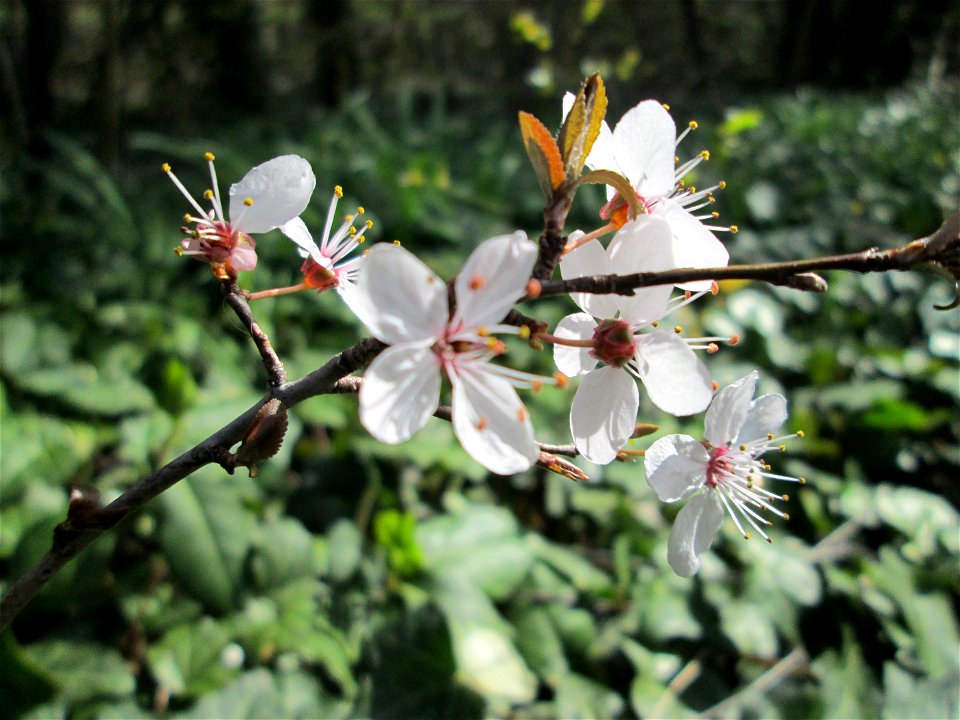 Kirschpflaume (Prunus cerasifera) am Kraichbach in Hockenheim