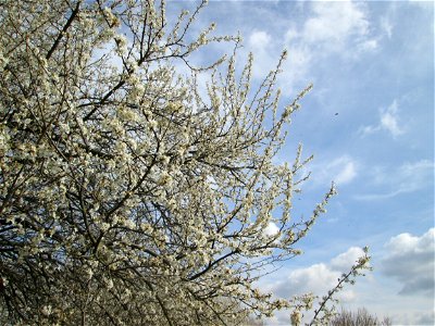 Blühende Kirschpflaume (Prunus cerasifera) in Hockenheim-Talhaus - umschwirrt von tausenden von Bienen