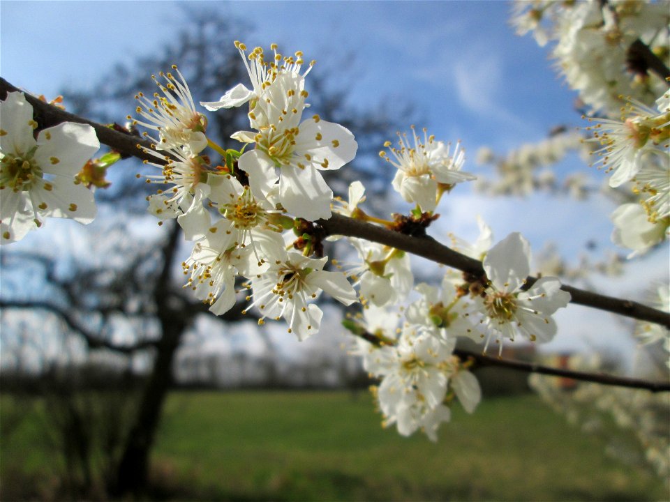 Blühende Kirschpflaume (Prunus cerasifera) in Hockenheim-Talhaus - umschwirrt von tausenden von Bienen