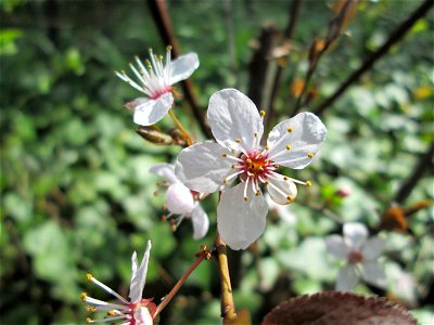 Kirschpflaume (Prunus cerasifera) am Kraichbach in Hockenheim photo