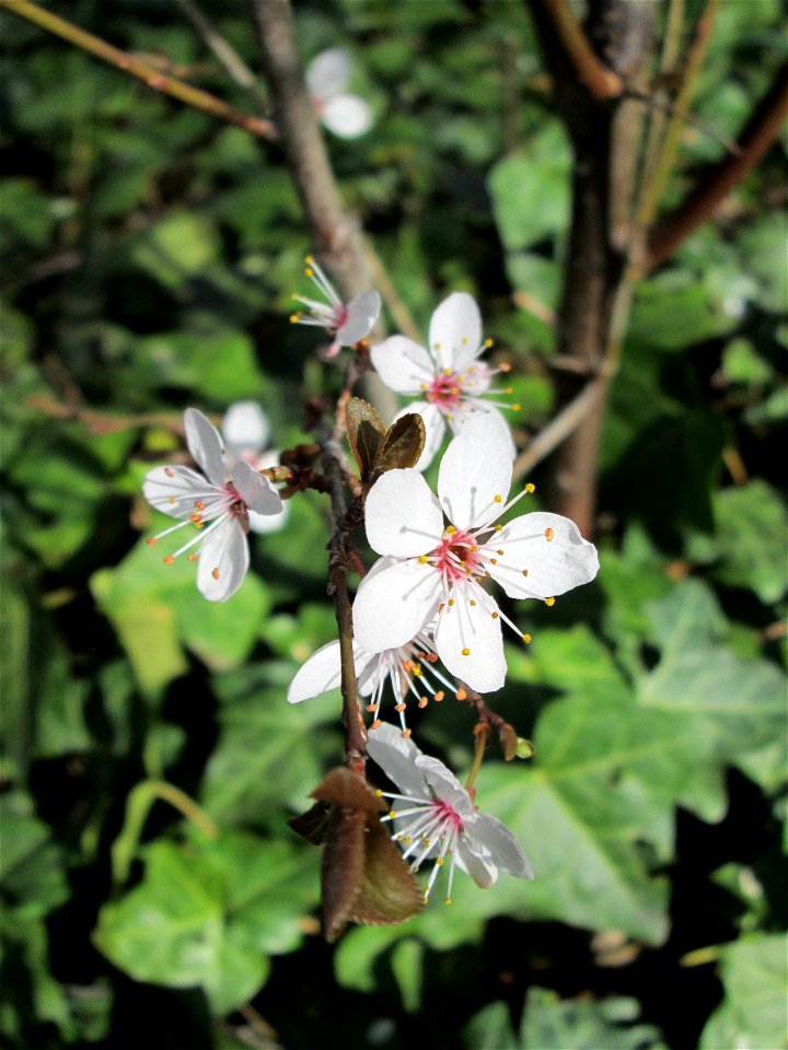 Kirschpflaume (Prunus cerasifera) am Kraichbach in Hockenheim