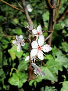 Kirschpflaume (Prunus cerasifera) am Kraichbach in Hockenheim