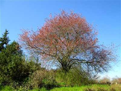 Rot blühende Kirschpflaume (Prunus cerasifera) am Bahnhof in Hockenheim