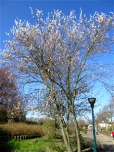 Weiß blühende Kirschpflaume (Prunus cerasifera) am Bahnhof in Hockenheim