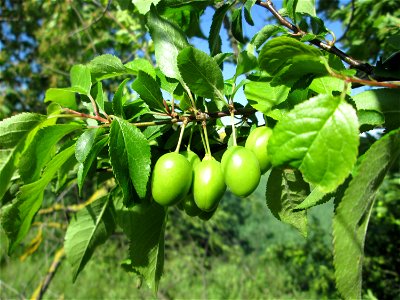 Unreife Früchte der Kirschpflaume (Prunus cerasifera) bei Reilingen