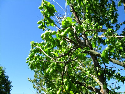 Unreife Früchte der Kirschpflaume (Prunus cerasifera) bei Reilingen