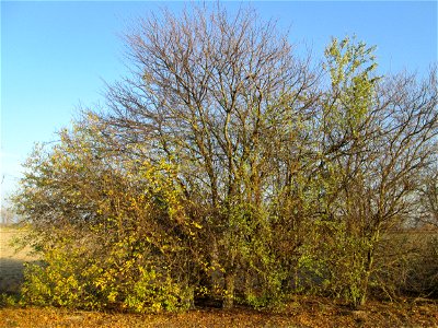 Kirschpflaume (Prunus cerasifera) bei Reilingen
