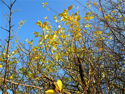 Kirschpflaume (Prunus cerasifera) bei Reilingen
