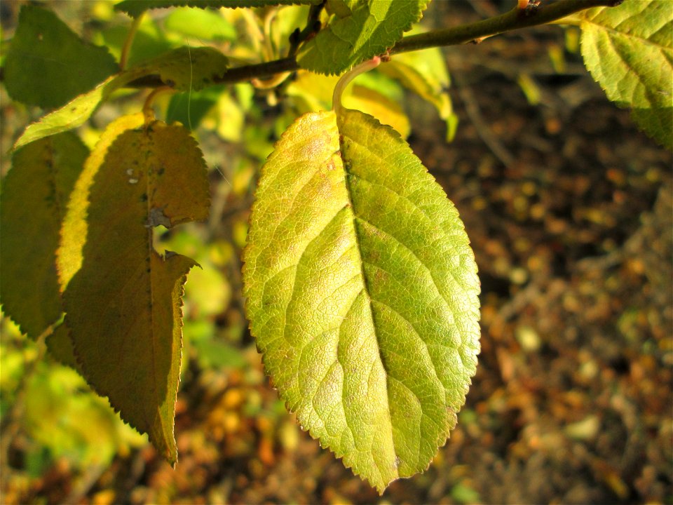 Kirschpflaume (Prunus cerasifera) bei Reilingen